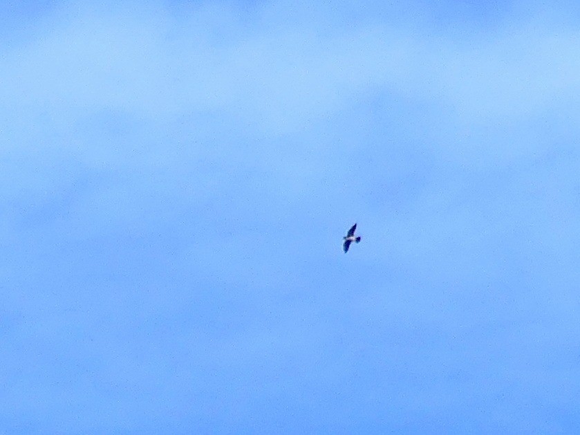 Peregrine Falcon - ML644456768