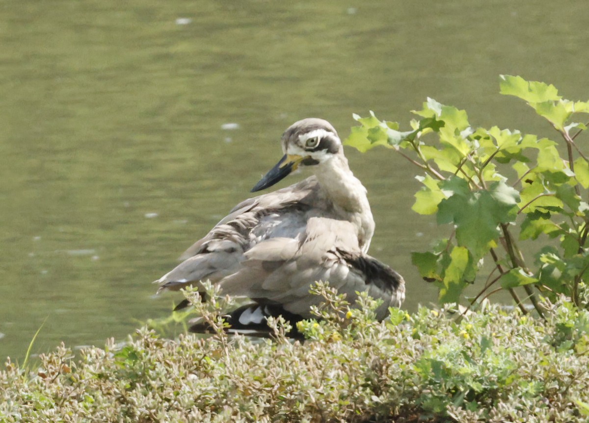 Great Thick-knee - ML644456770