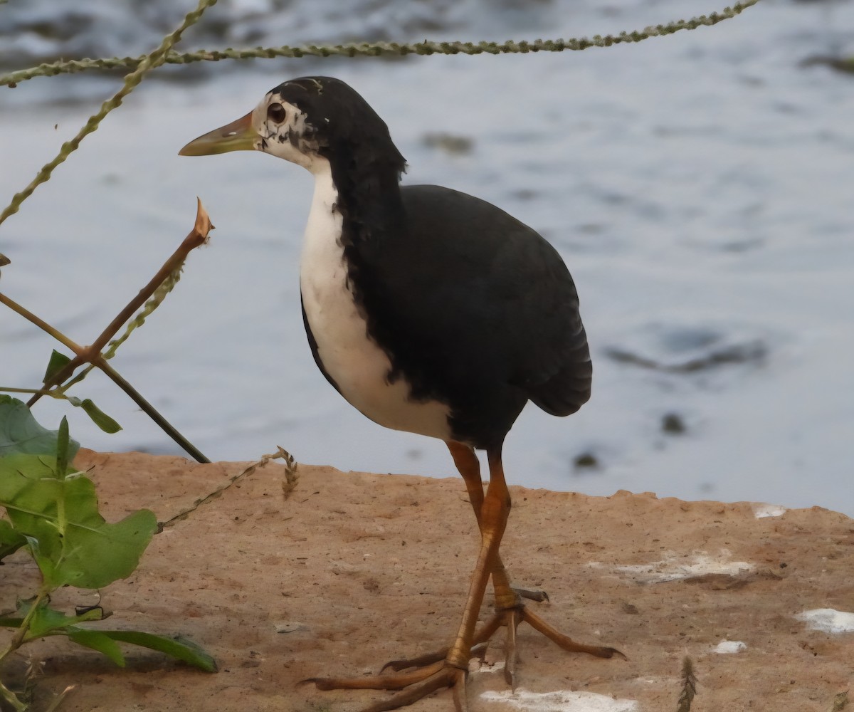 White-breasted Waterhen - ML644456771