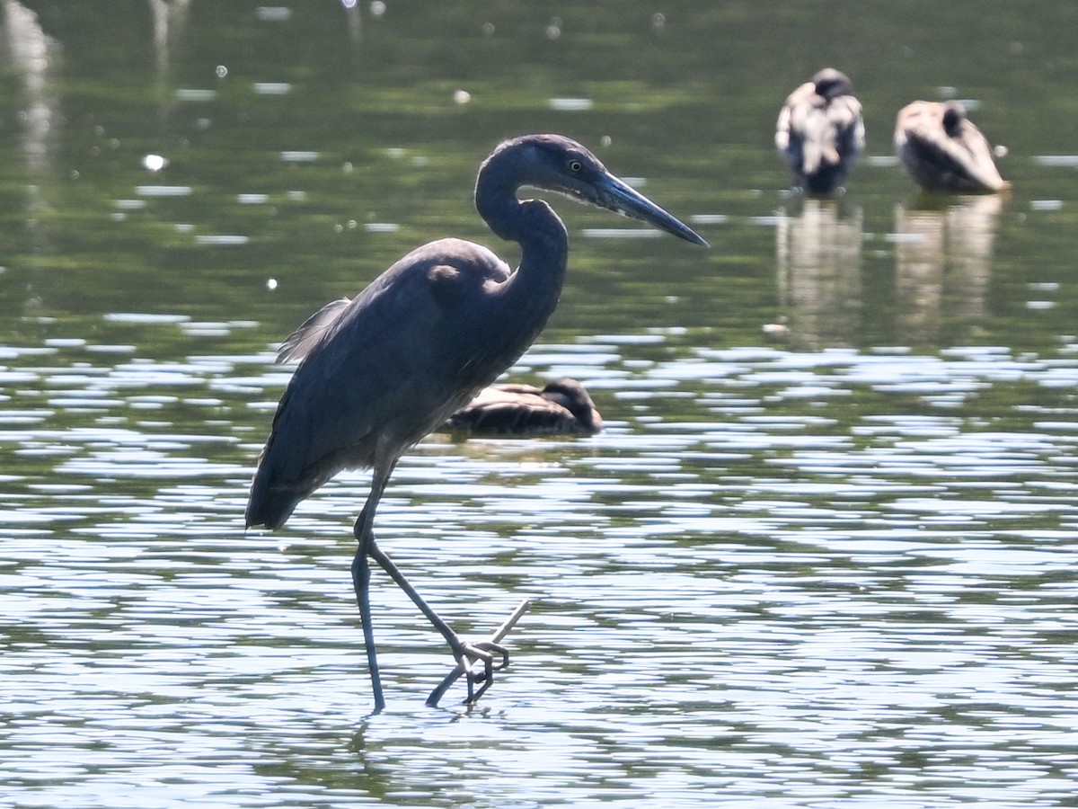 volavka madagaskarská - ML644456773