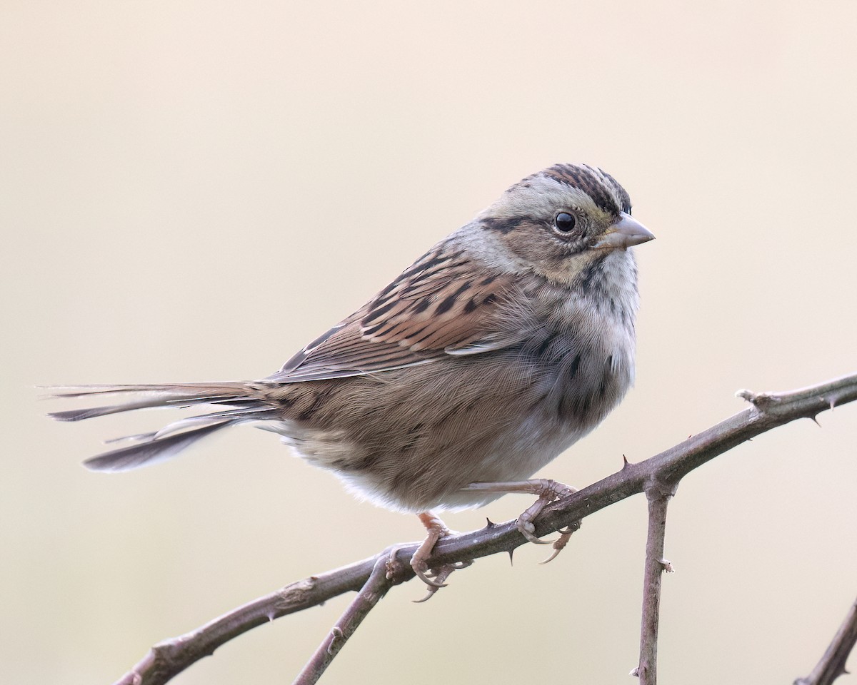 Swamp Sparrow - ML644456777