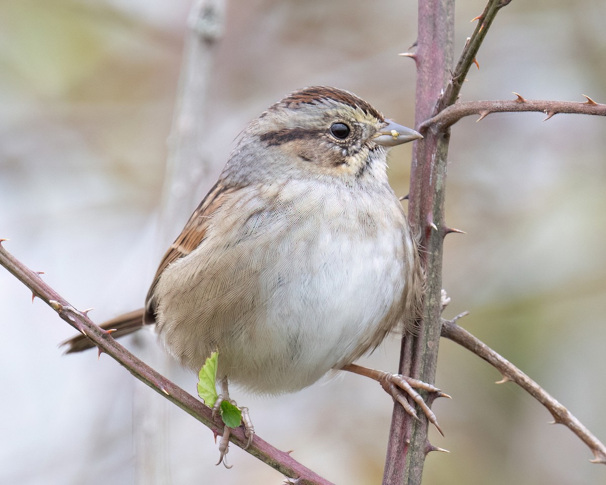 Swamp Sparrow - ML644456778