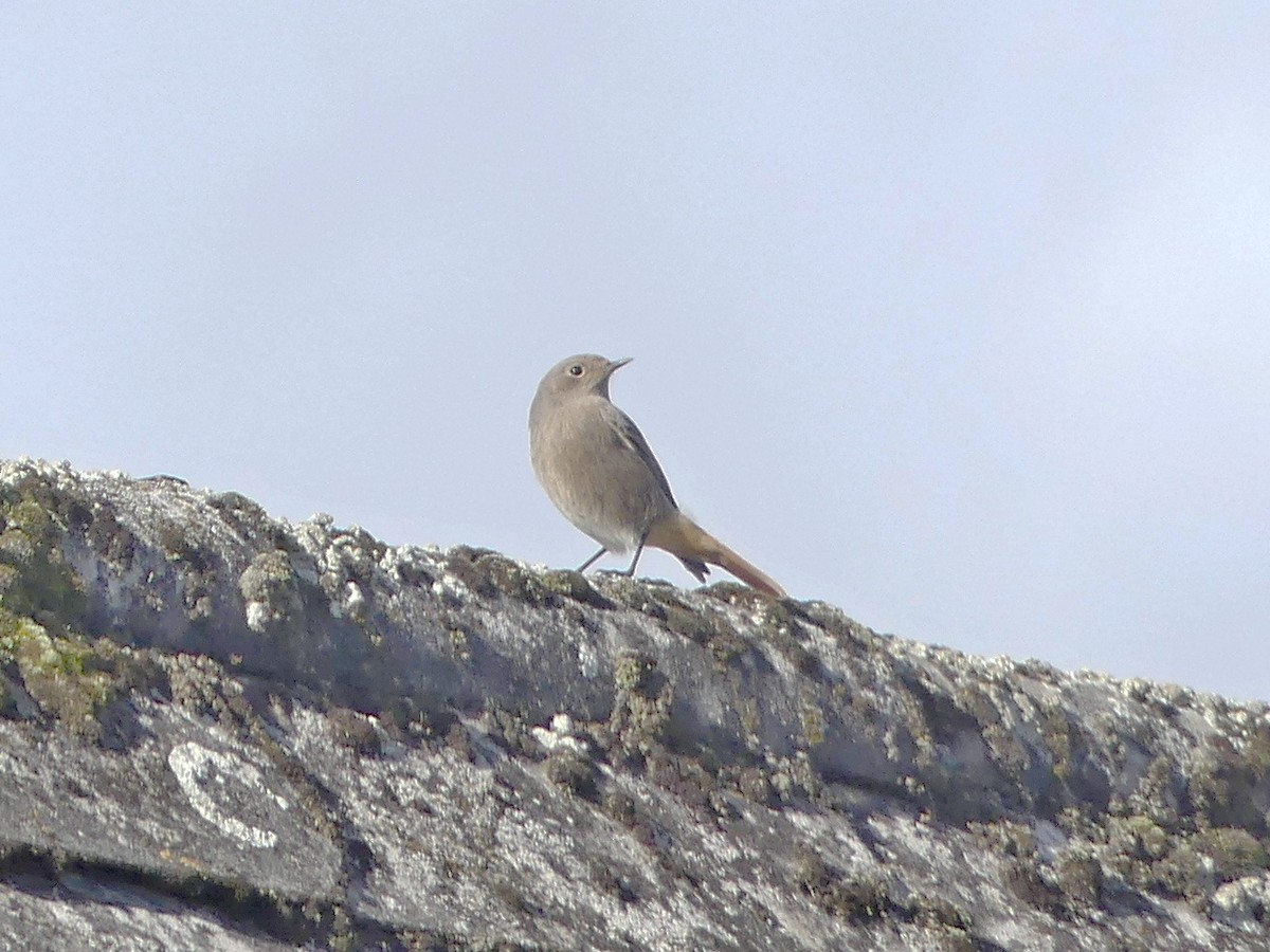 Black Redstart - ML644456779