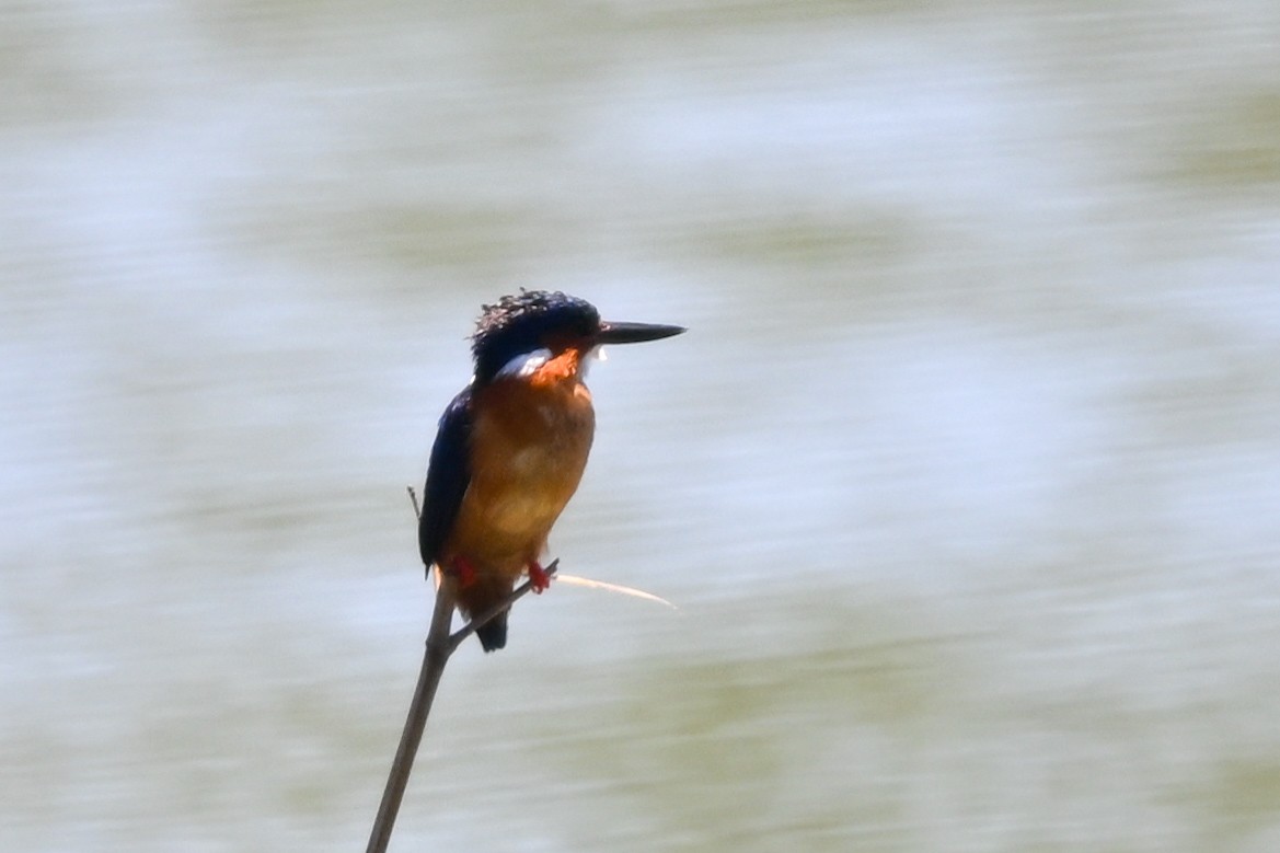 ledňáček chocholatý - ML644456784