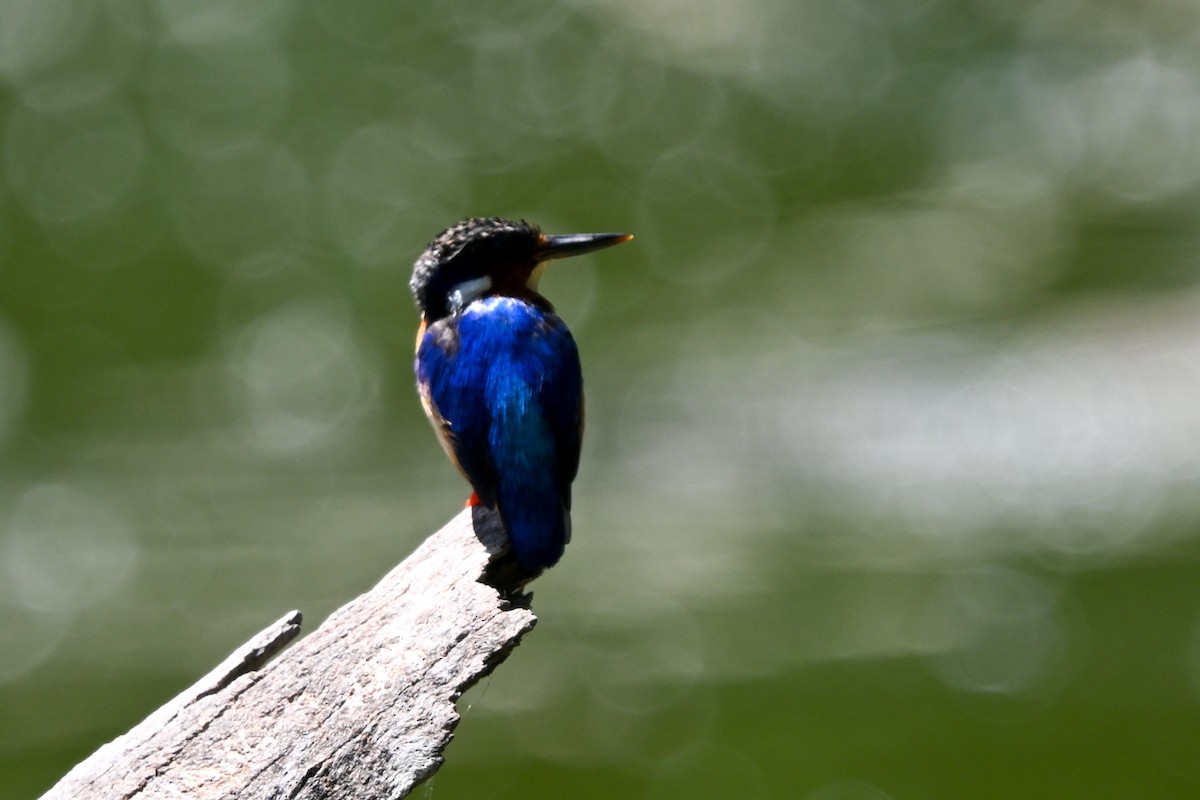 ledňáček chocholatý - ML644456785