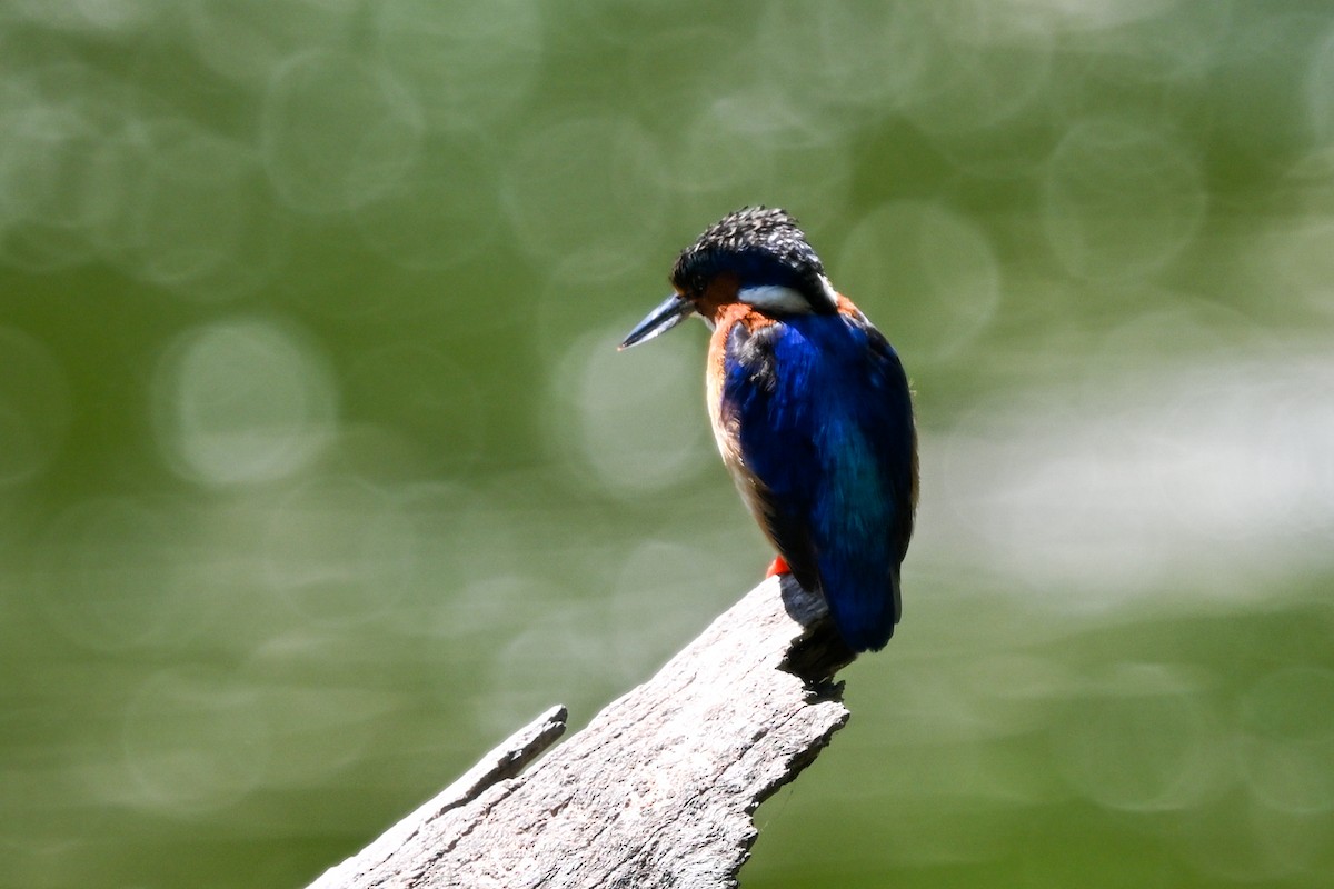 ledňáček chocholatý - ML644456786