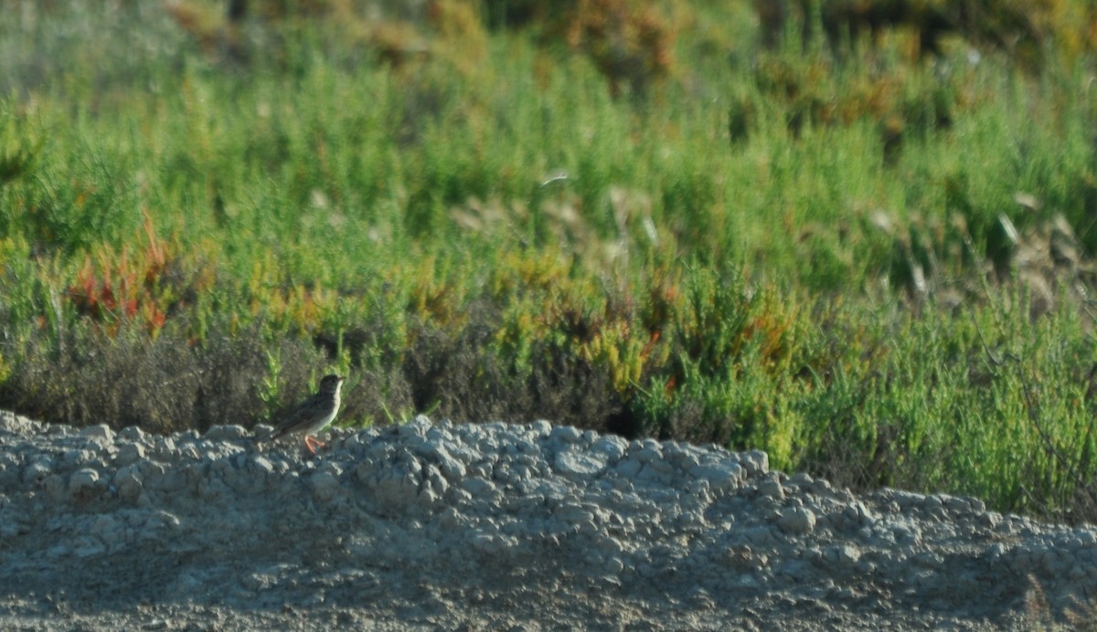 Mediterranean Short-toed Lark - ML644456787