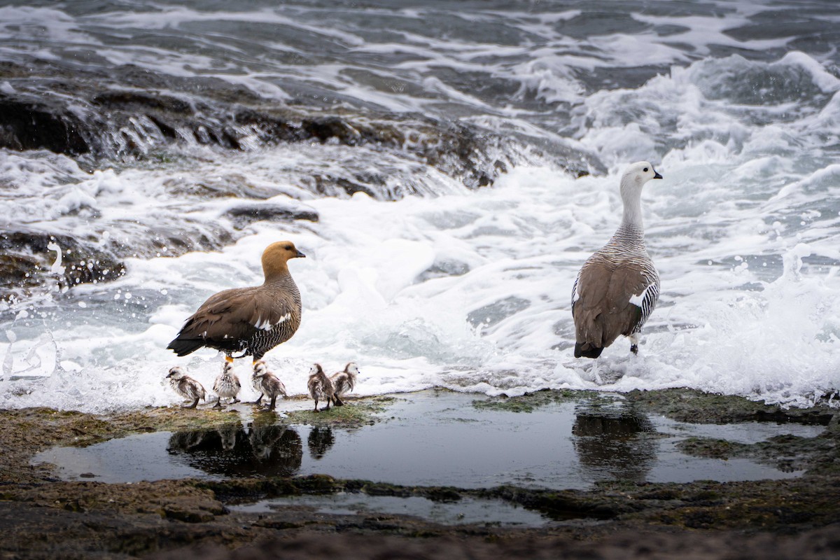 マゼランガン - ML644456788