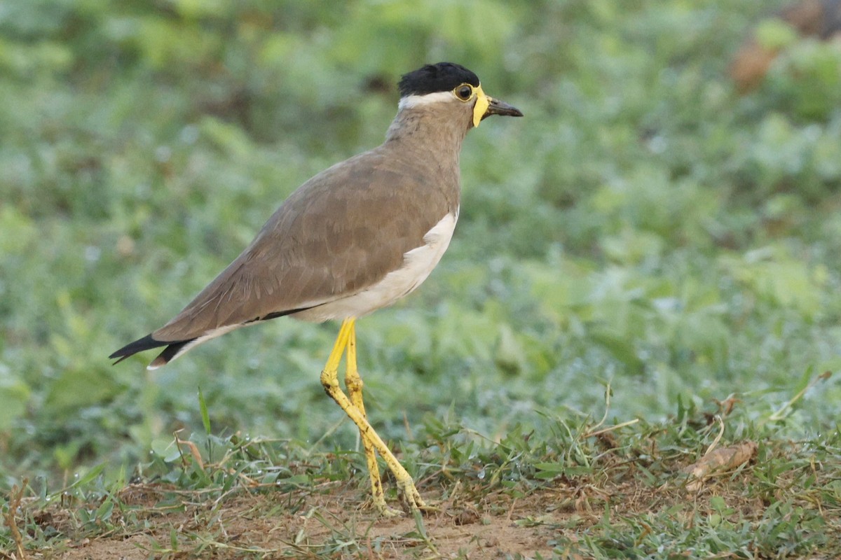 Yellow-wattled Lapwing - ML644456792