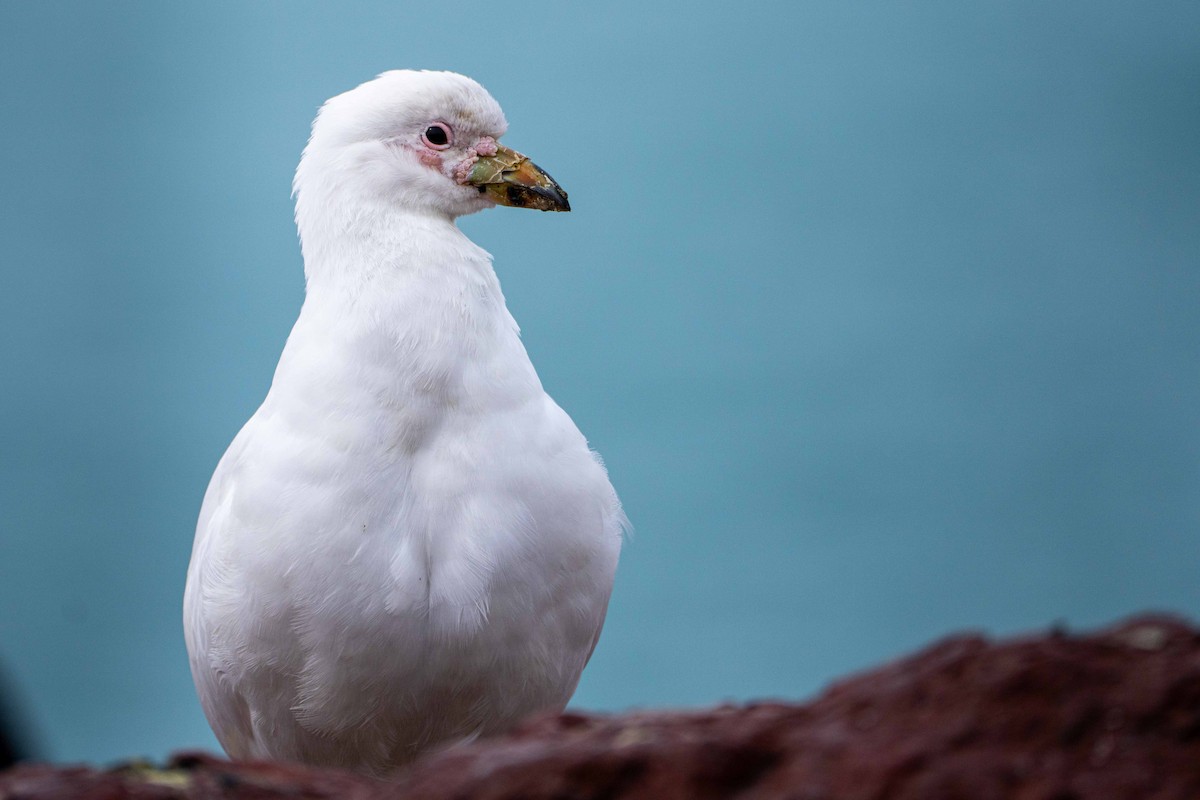 Snowy Sheathbill - ML644456795