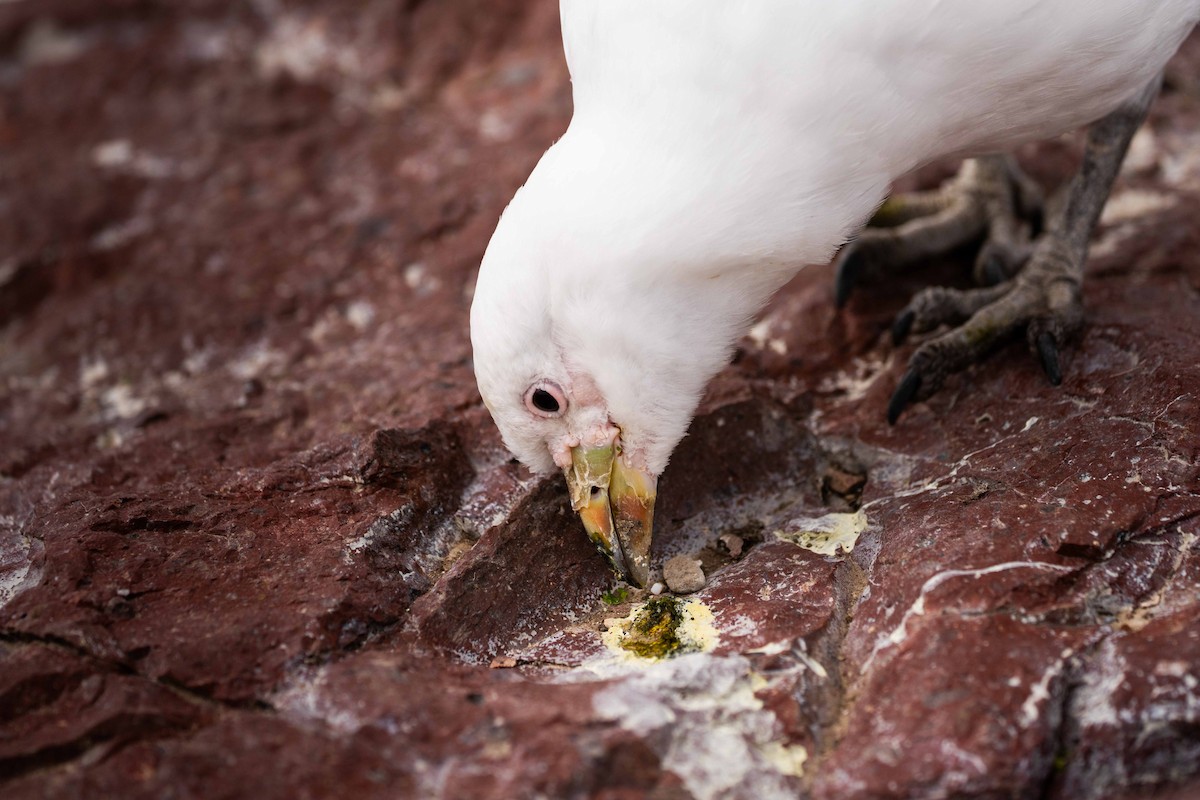 Snowy Sheathbill - ML644456796