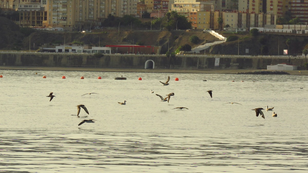 Cory's/Scopoli's Shearwater - ML644456797