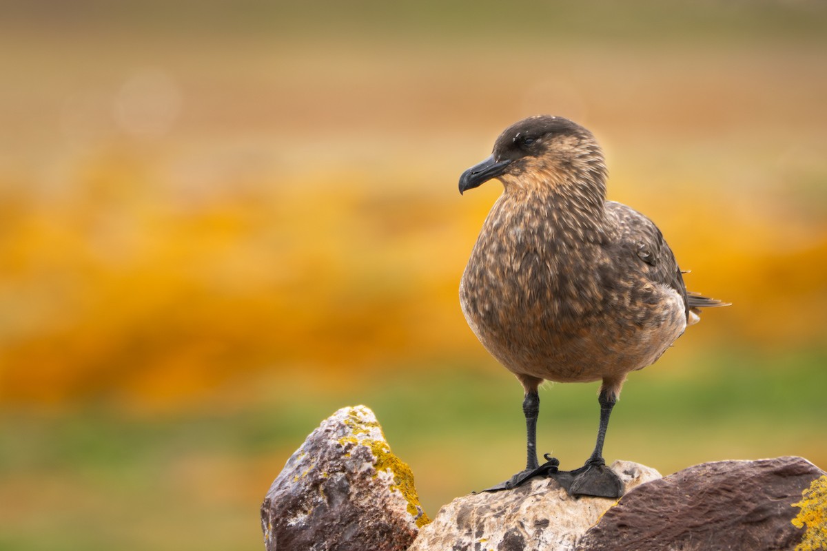 チリオオトウゾクカモメ - ML644456801
