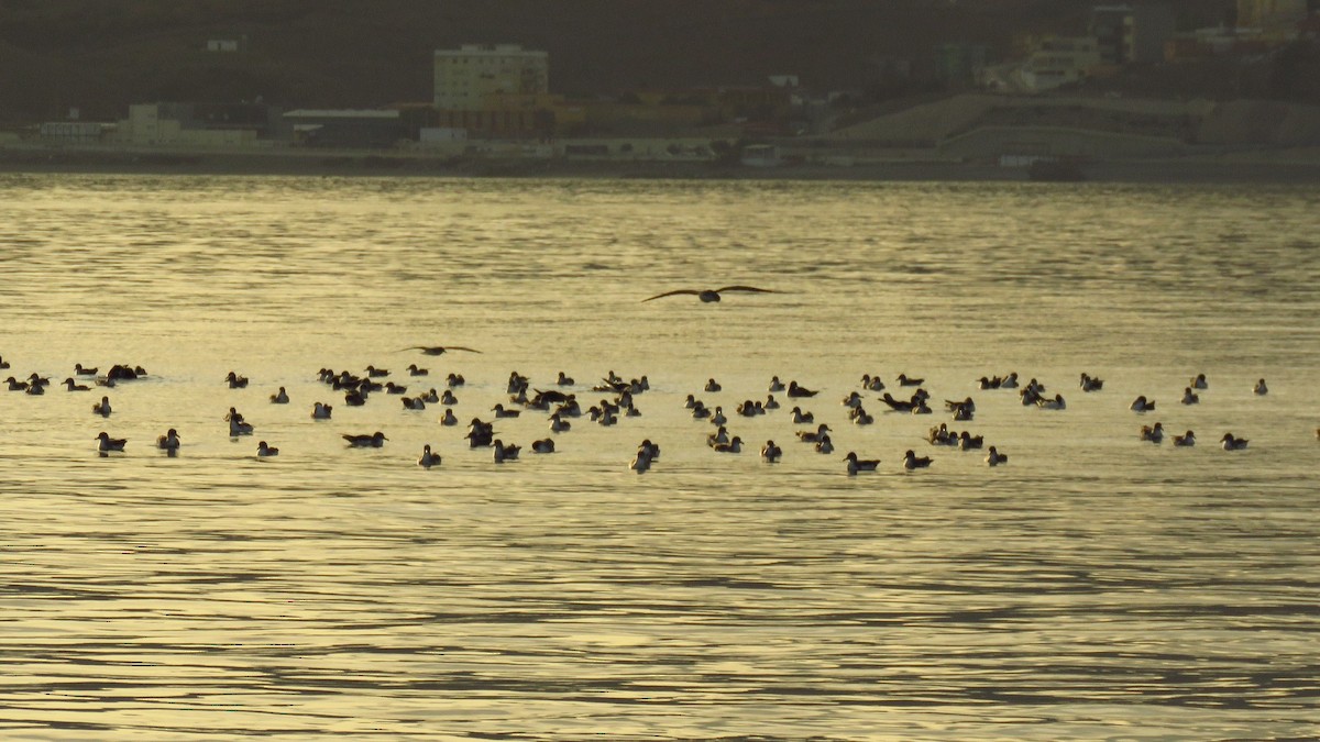 Cory's/Scopoli's Shearwater - ML644456804