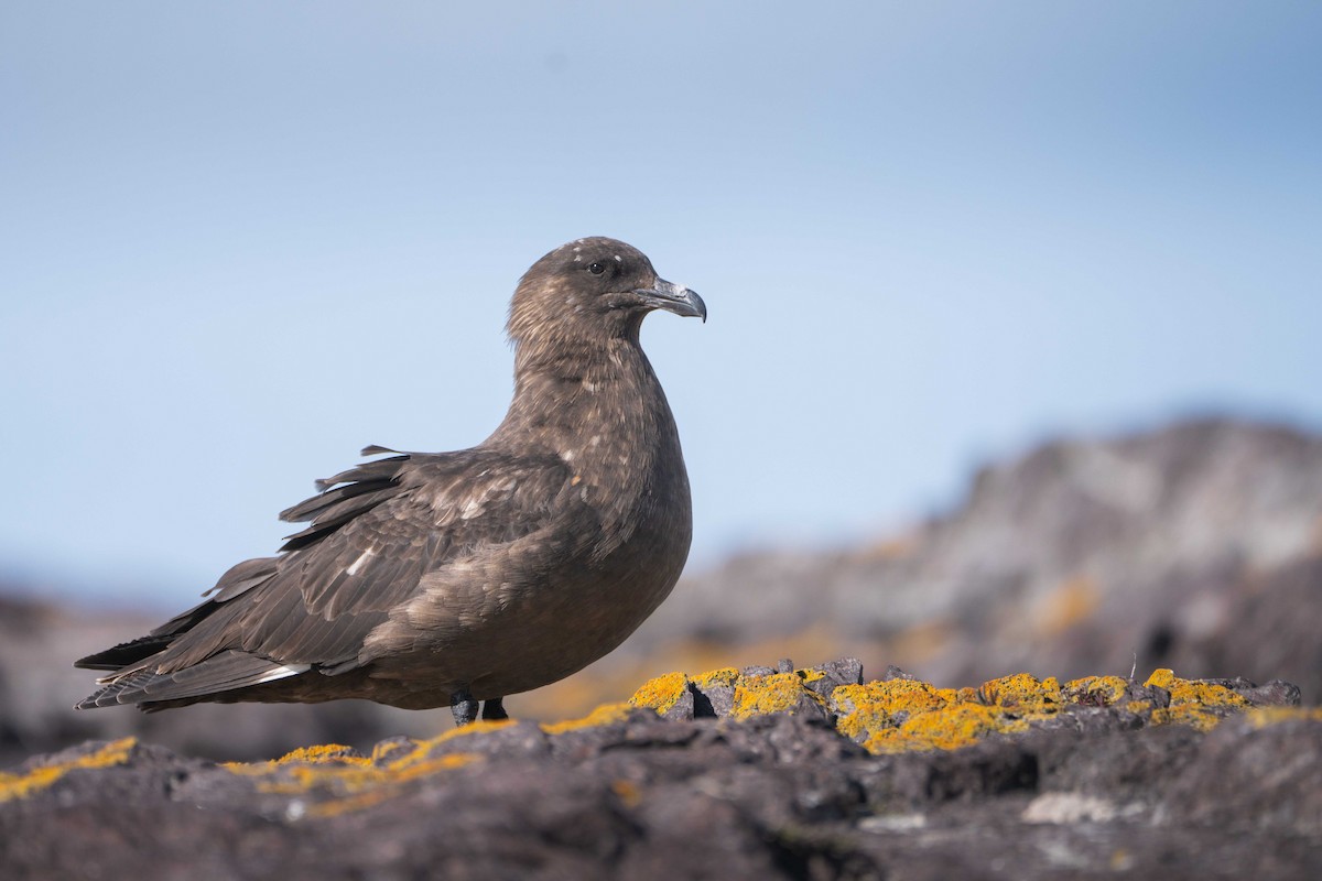 Brown Skua - ML644456806