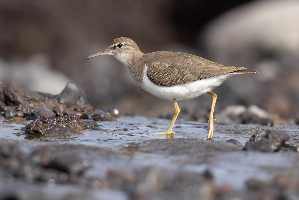 Spotted Sandpiper - ML644456807