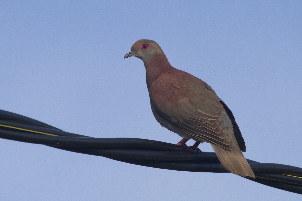Pale-vented Pigeon - ML644456809