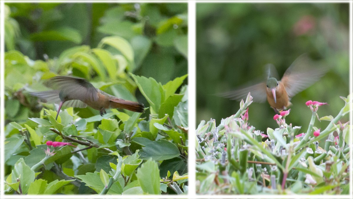 Cinnamon Hummingbird - ML644456815