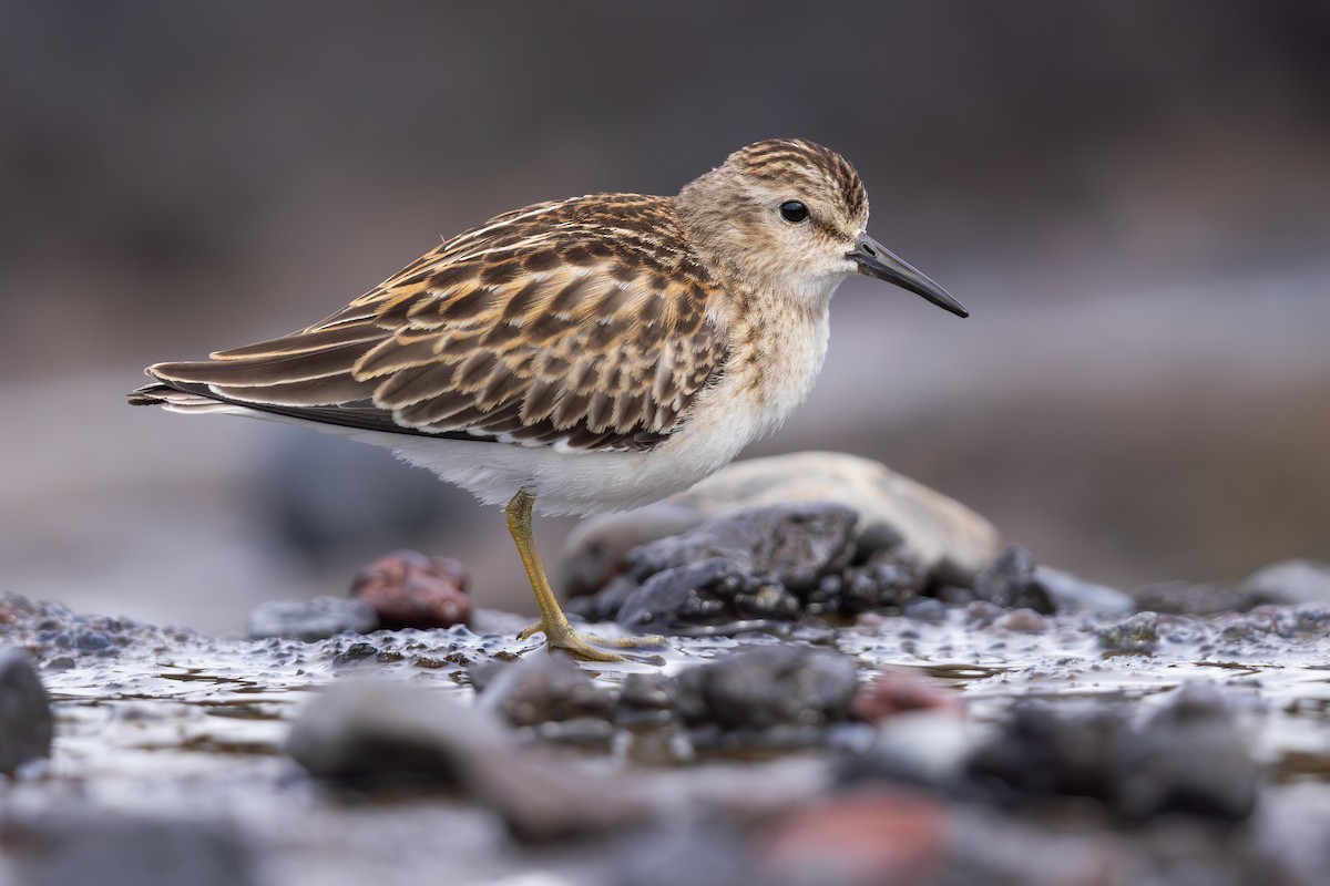 Least Sandpiper - ML644456819