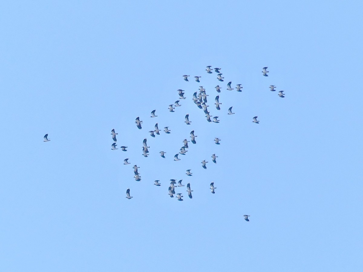 Northern Lapwing - ML644456821