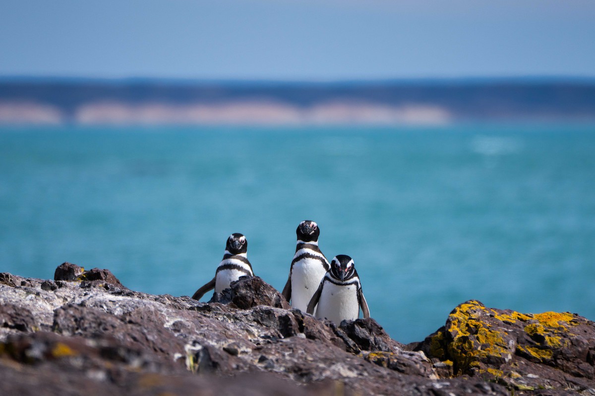 マゼランペンギン - ML644456831