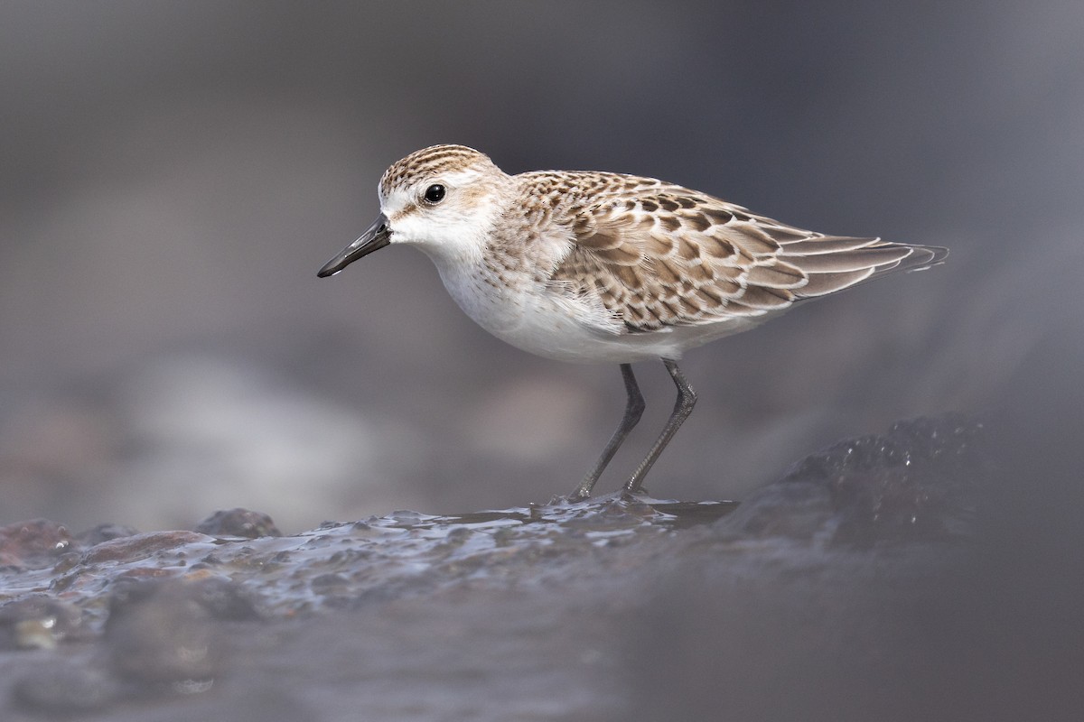 Semipalmated Sandpiper - ML644456832