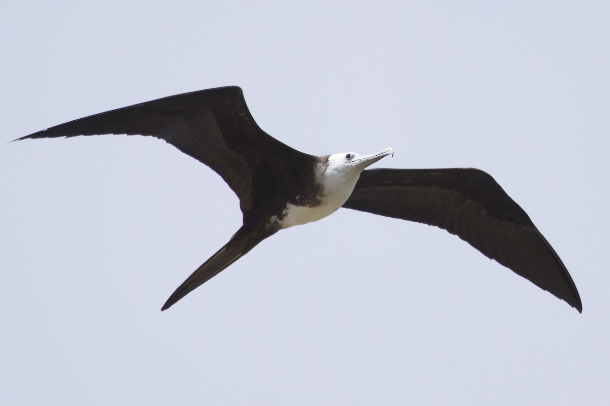 Magnificent Frigatebird - ML644456833