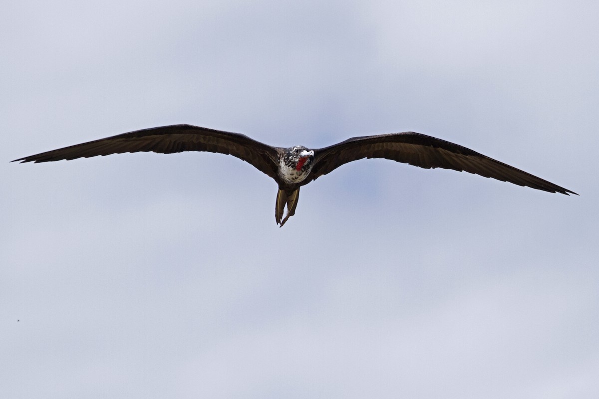 Magnificent Frigatebird - ML644456834