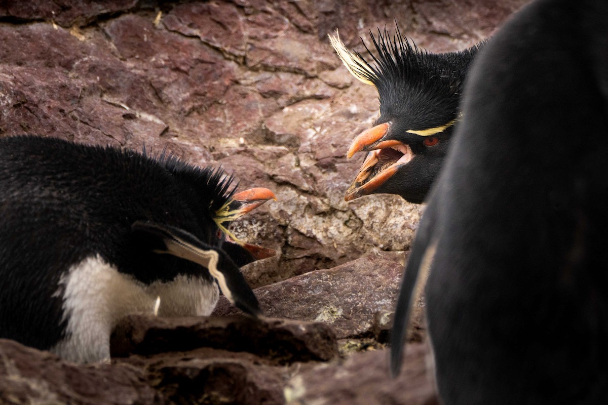 Western Rockhopper Penguin - ML644456840