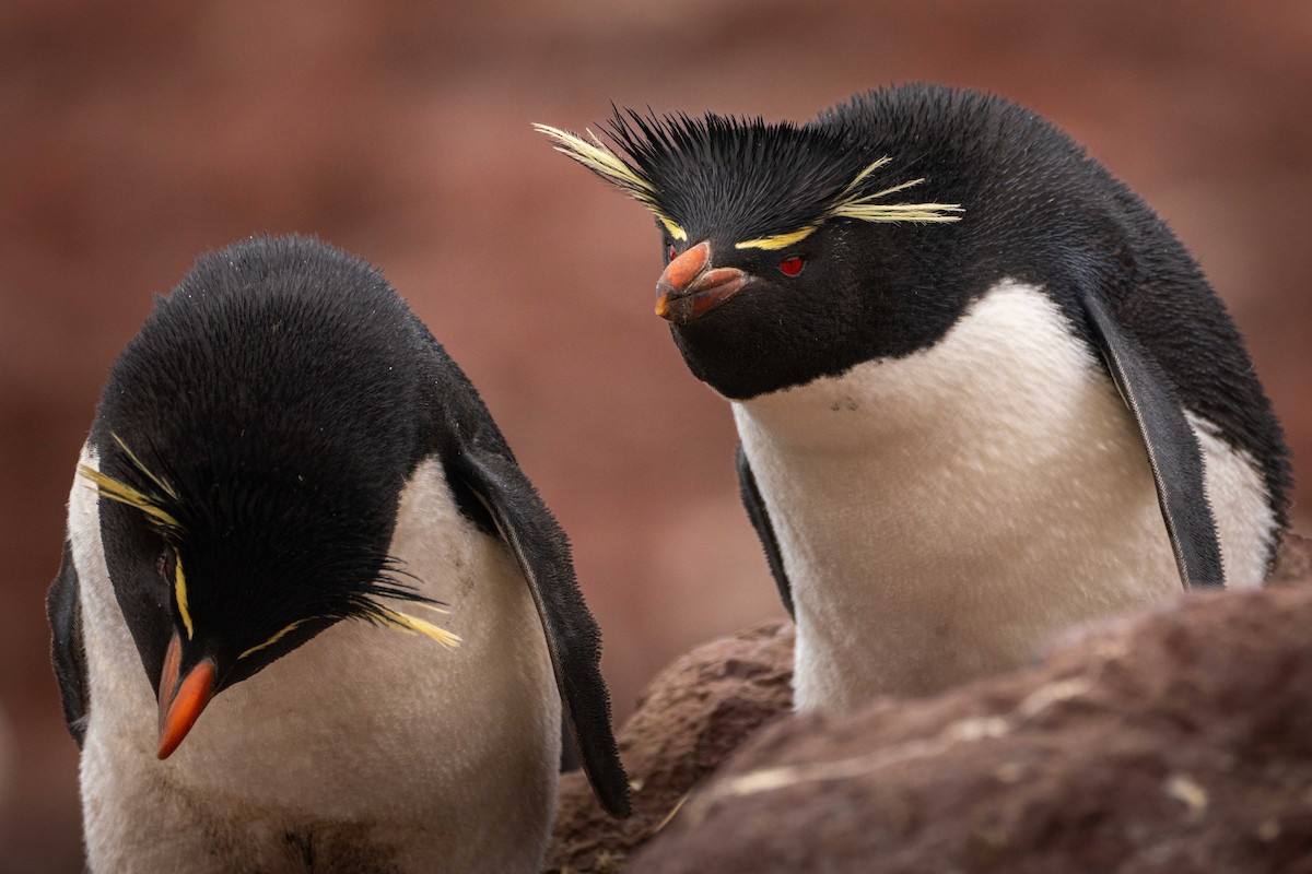 Western Rockhopper Penguin - ML644456841