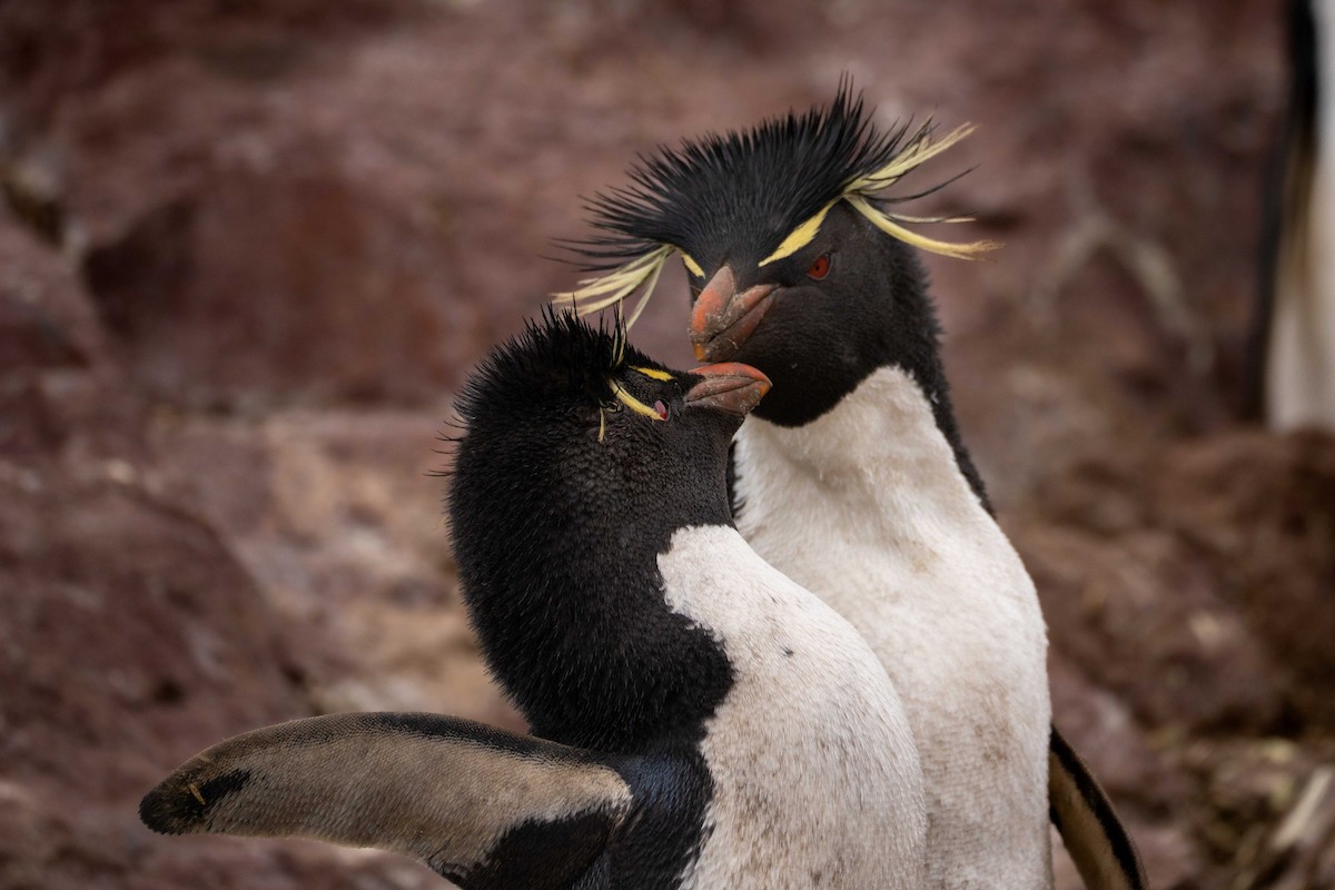 Western Rockhopper Penguin - ML644456842