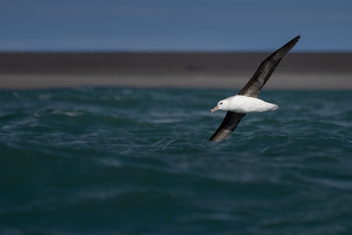 Kara Kaşlı Albatros - ML644456848