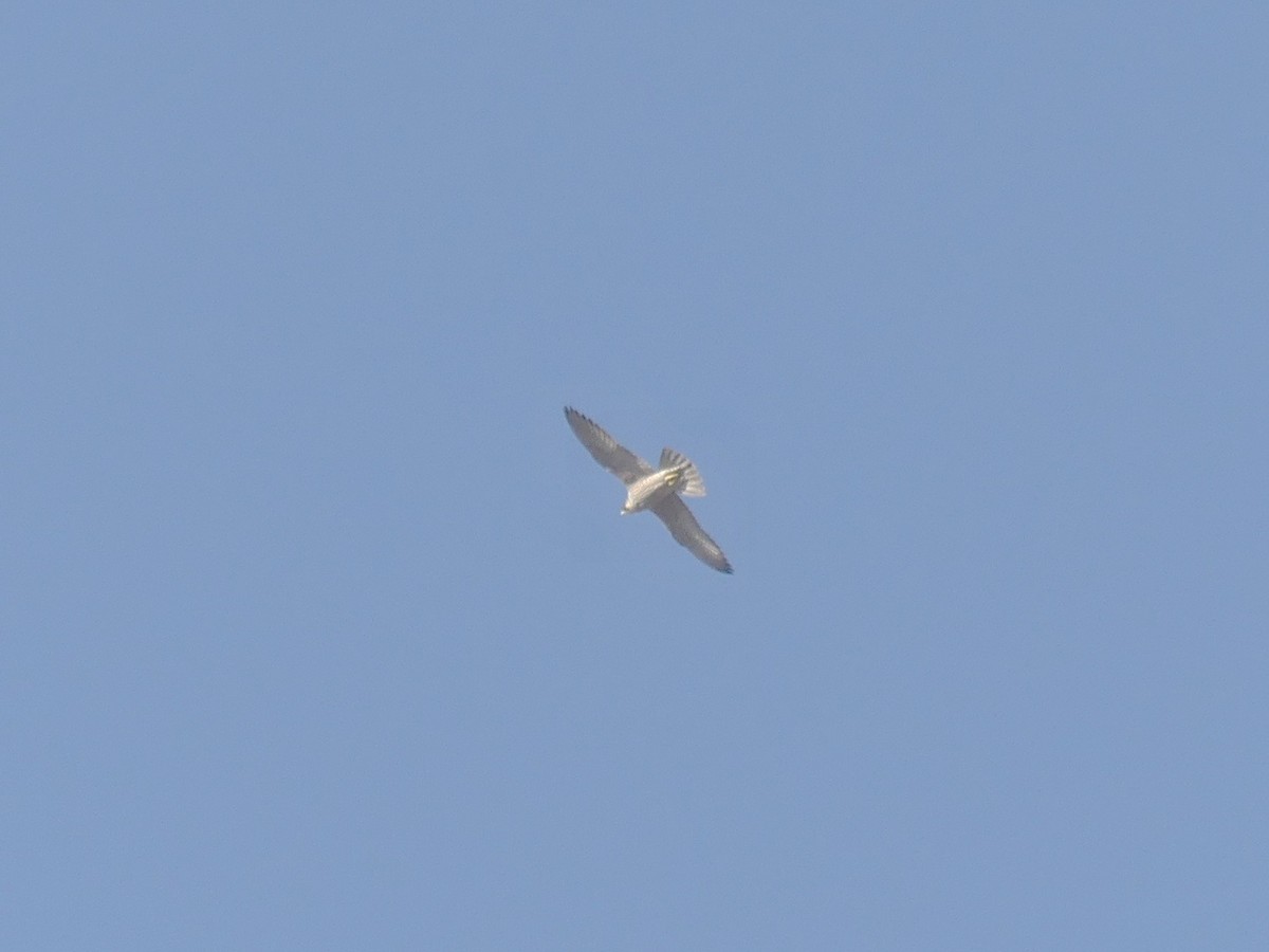 Peregrine Falcon - ML644456850