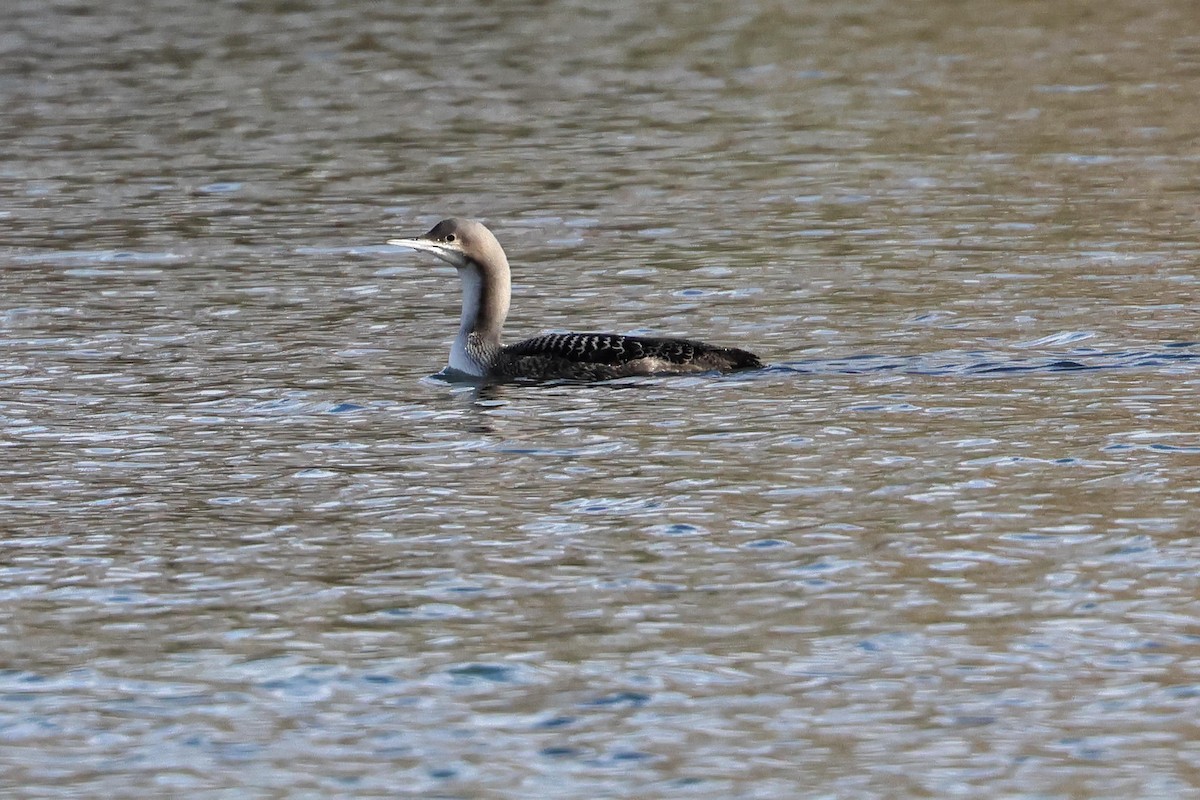 Pacific Loon - ML644456851