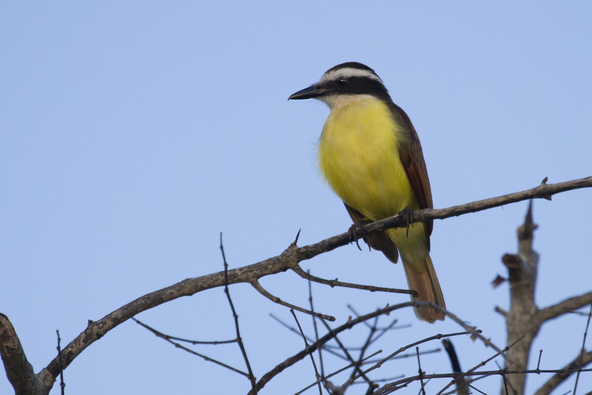 Great Kiskadee - ML644456852