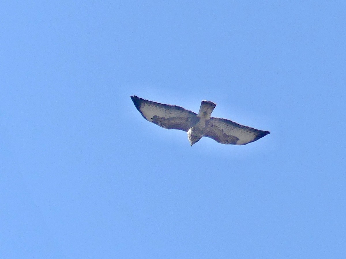 Common Buzzard - ML644456856