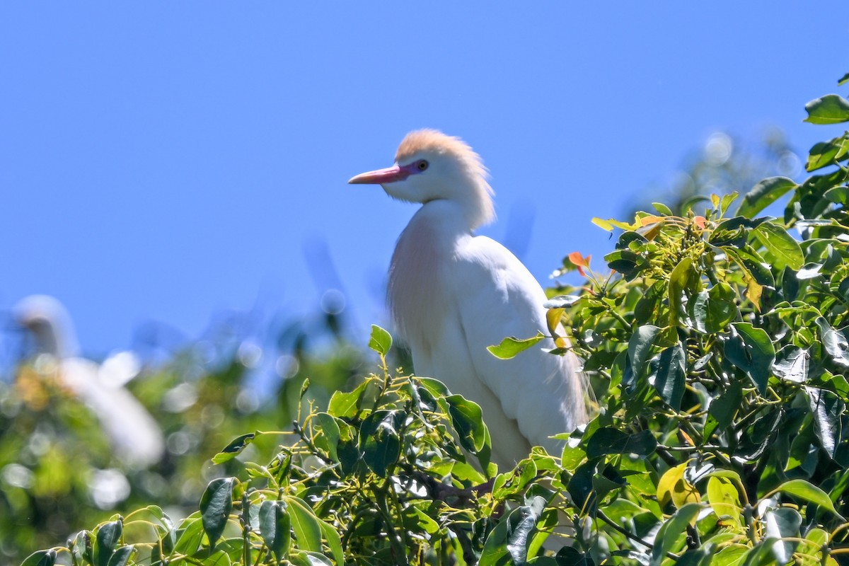 volavka rusohlavá - ML644456859