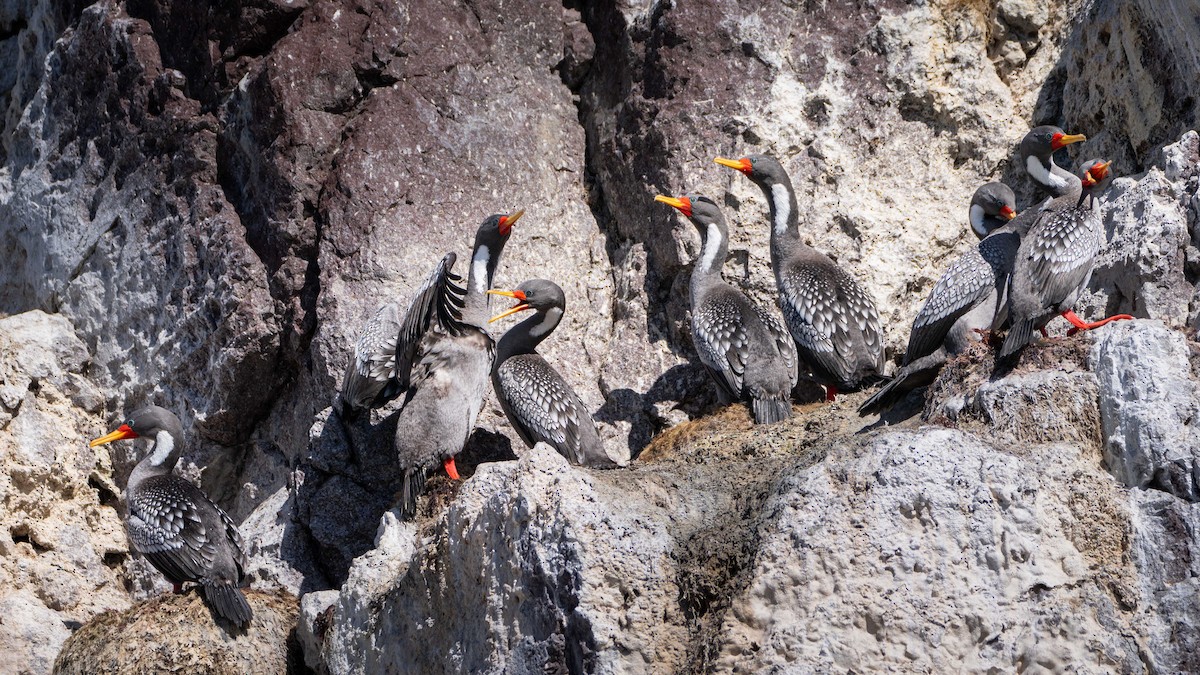 サカツラウ - ML644456865