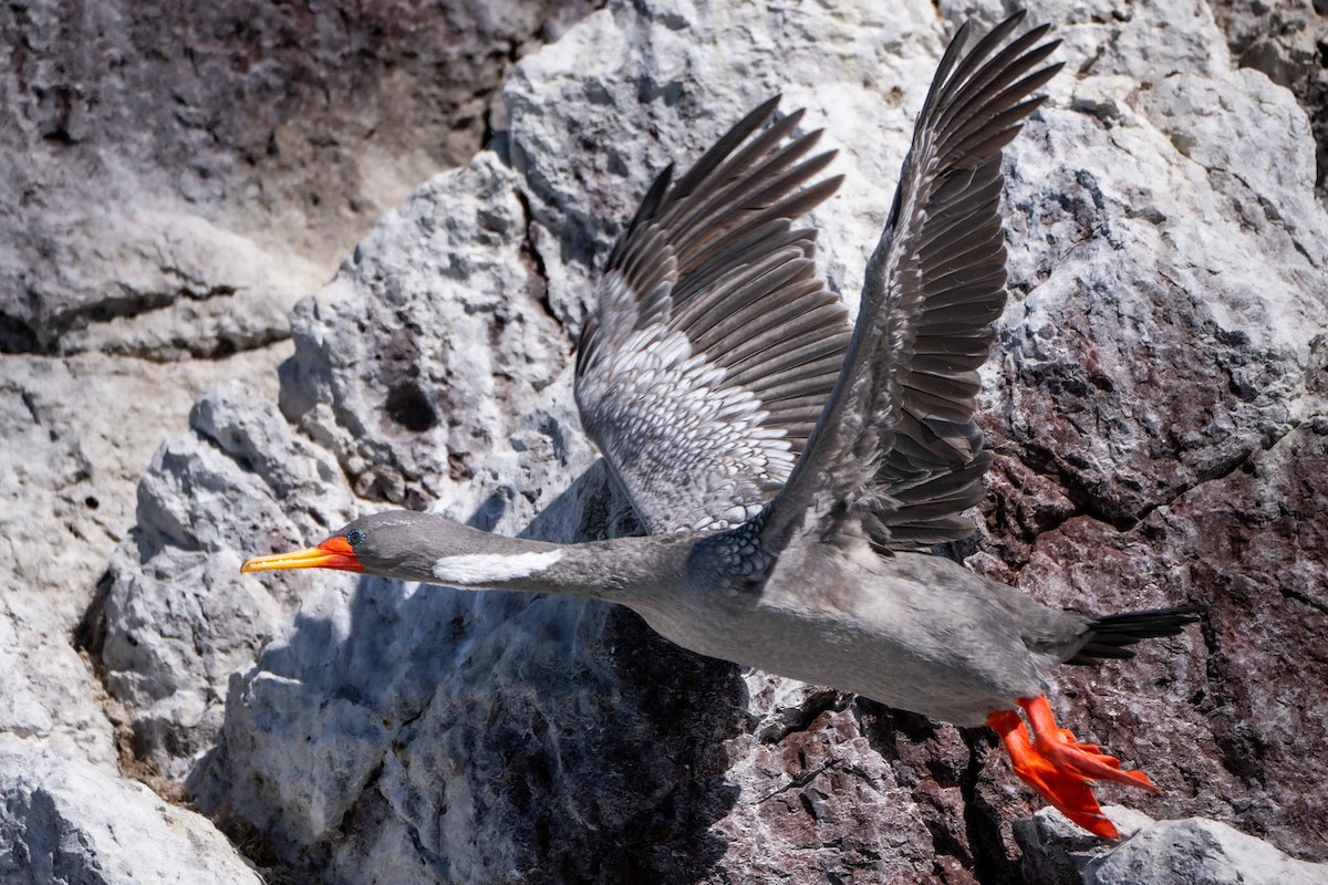 サカツラウ - ML644456866