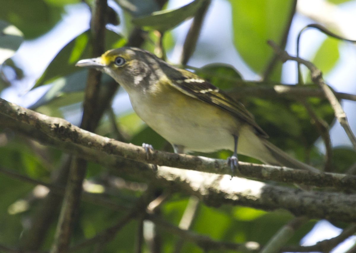 White-eyed Vireo - ML644456869