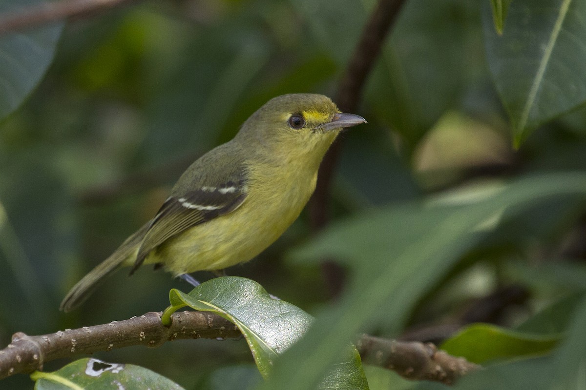 Mangrove Vireo - ML644456870
