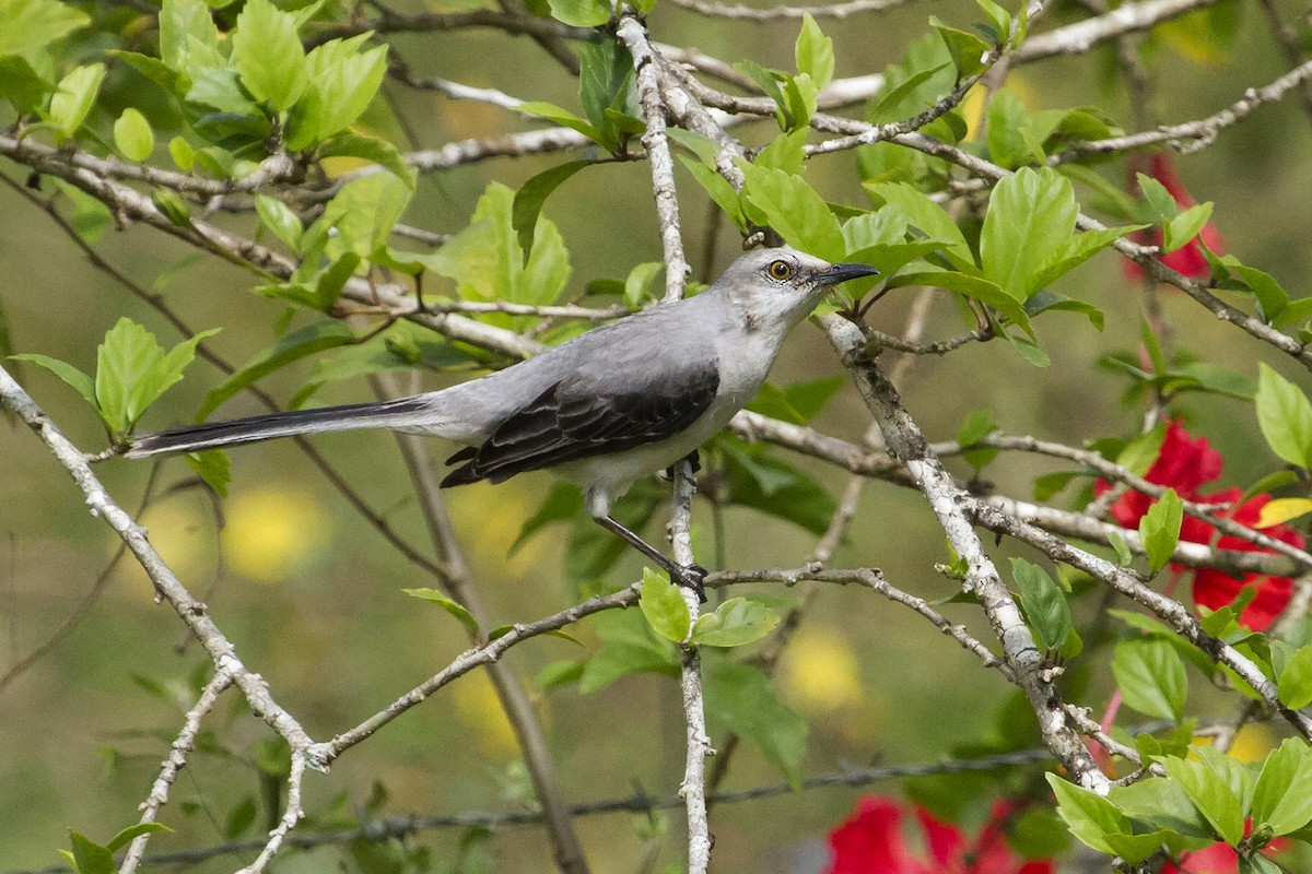 Tropical Mockingbird - ML644456879