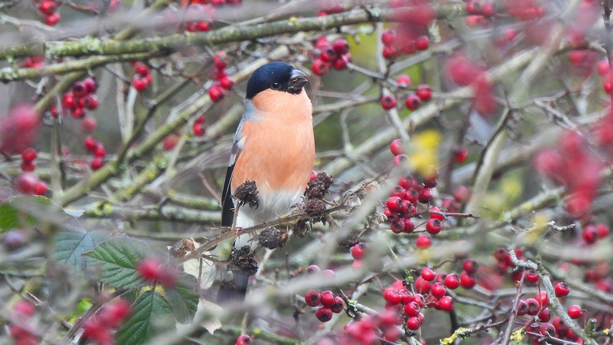 Eurasian Bullfinch - ML644456884