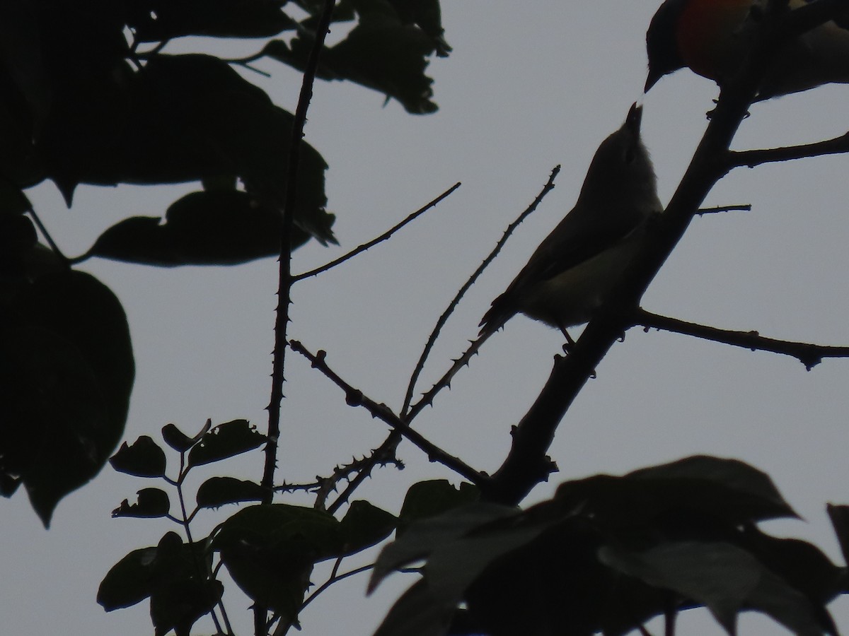 Zwergmennigvogel - ML644456893