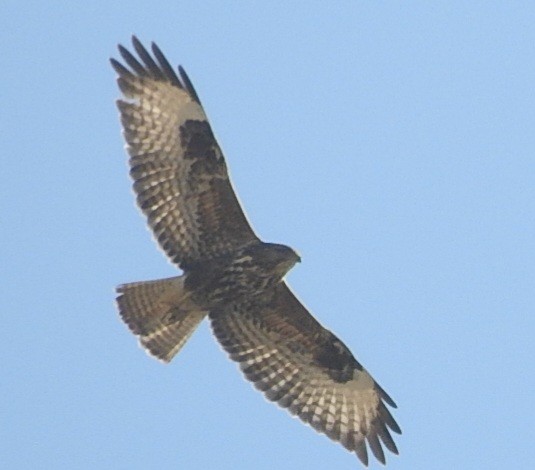 Common Buzzard - ML644456895