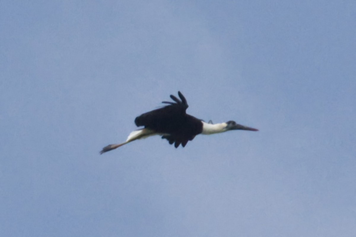 Asian Woolly-necked Stork - ML644456896