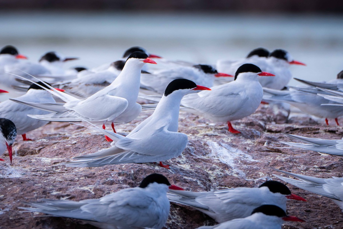 South American Tern - ML644456904