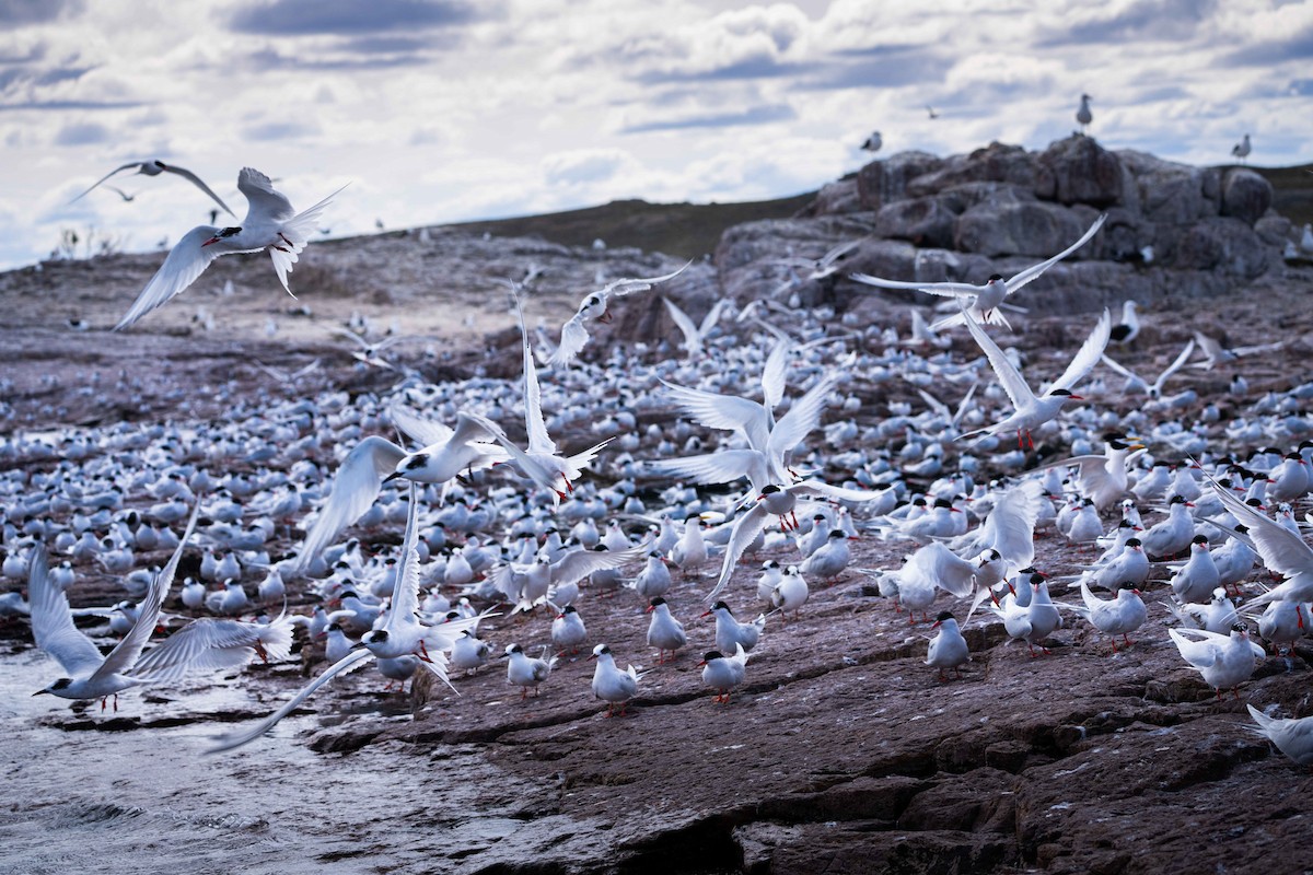 South American Tern - ML644456905