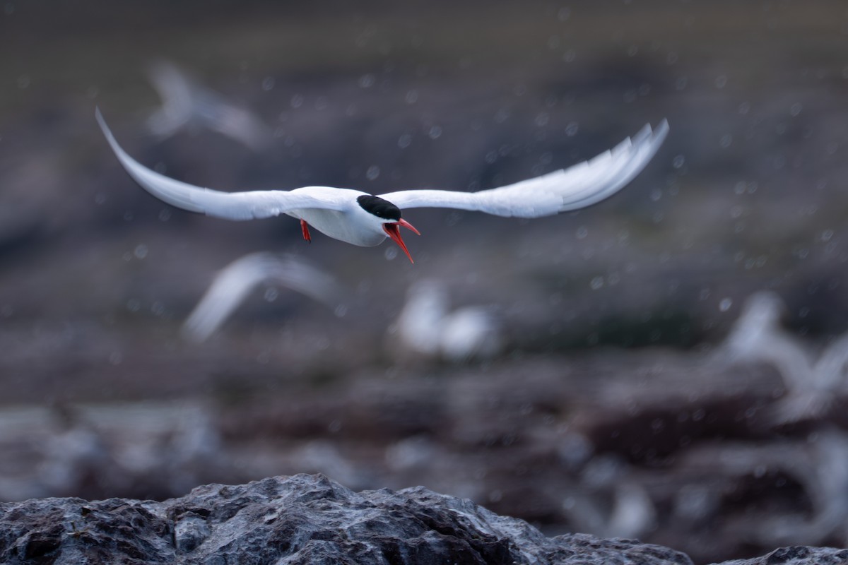 South American Tern - ML644456906