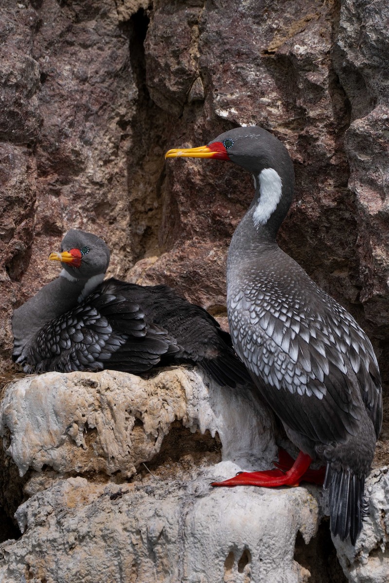 サカツラウ - ML644456912